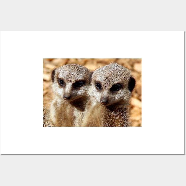 Meerkat Pups Wall Art by MGphotoart